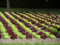 /album/fleurs/dsc03033-jpg/