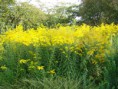 /album/fleurs/dsc02958-jpg/