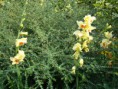 /album/fleurs/dsc02965-jpg/