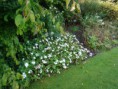 /album/fleurs/dsc02971-jpg/