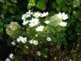 /album/fleurs/dsc02982-jpg/