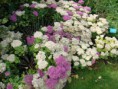 /album/fleurs/dsc02987-jpg/